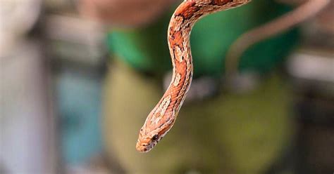 chinese customs caught snakes